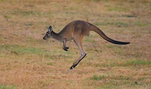 Egy kenguru valahol Ausztráliában