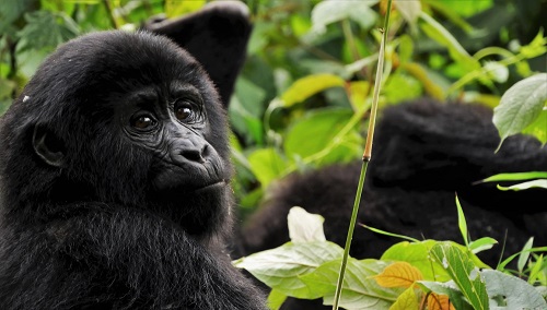 Gorilla az ugandai Bwindi Áthatolhatatlan Erdő nevű nemzeti parkban