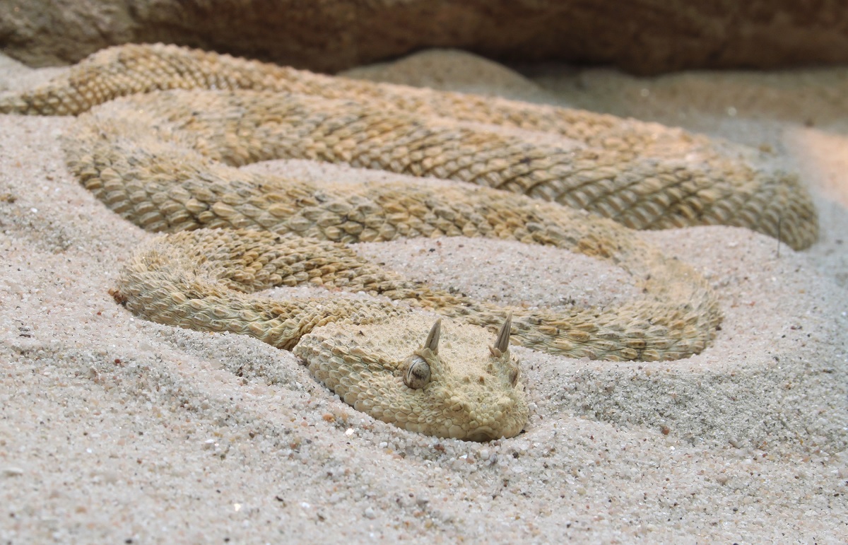 Egy sivatagi vipera (egészen pontosan: szarvasvipera) (illusztráció)