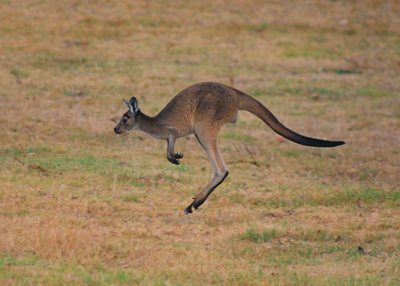 Egy kenguru valahol Ausztráliában (illusztráció)