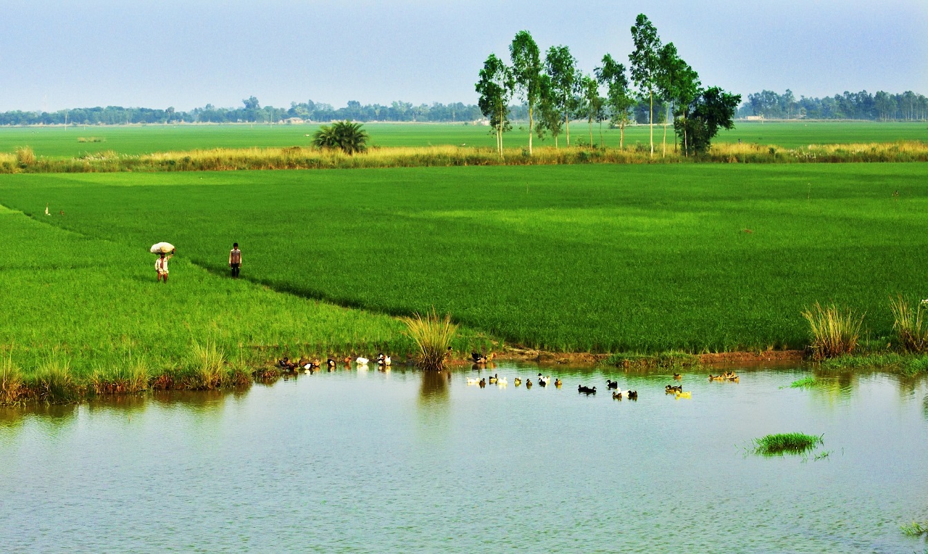 Jellegzetes bangladesi táj (Szirádzsgandzs körzet) (illusztráció)