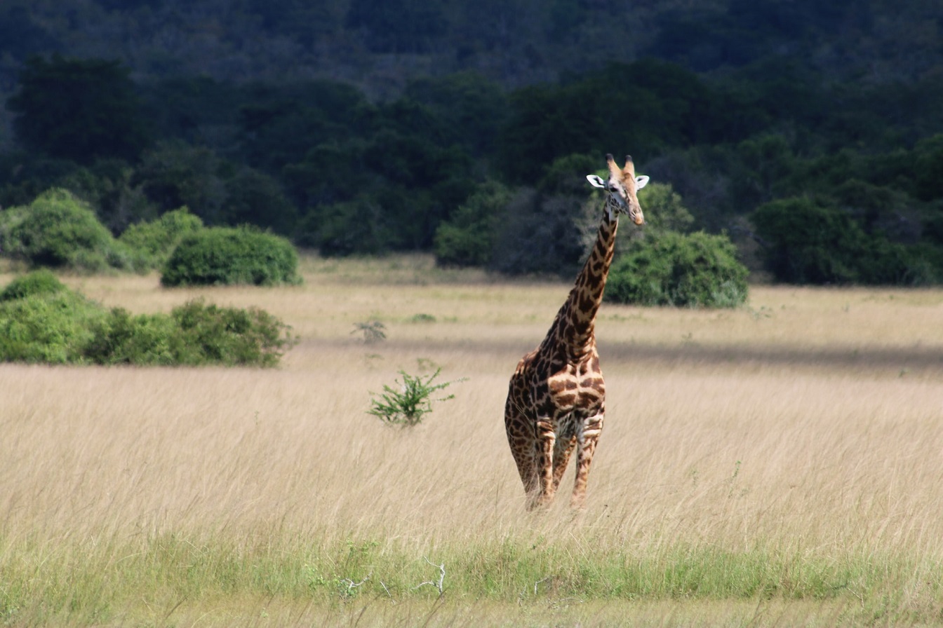 Ruandai táj: szavanna zsiráffal (Akagera térsége) (illusztráció)