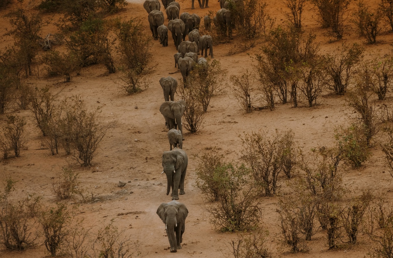 Zimbabwei táj vonuló elefántokkal (illusztráció)