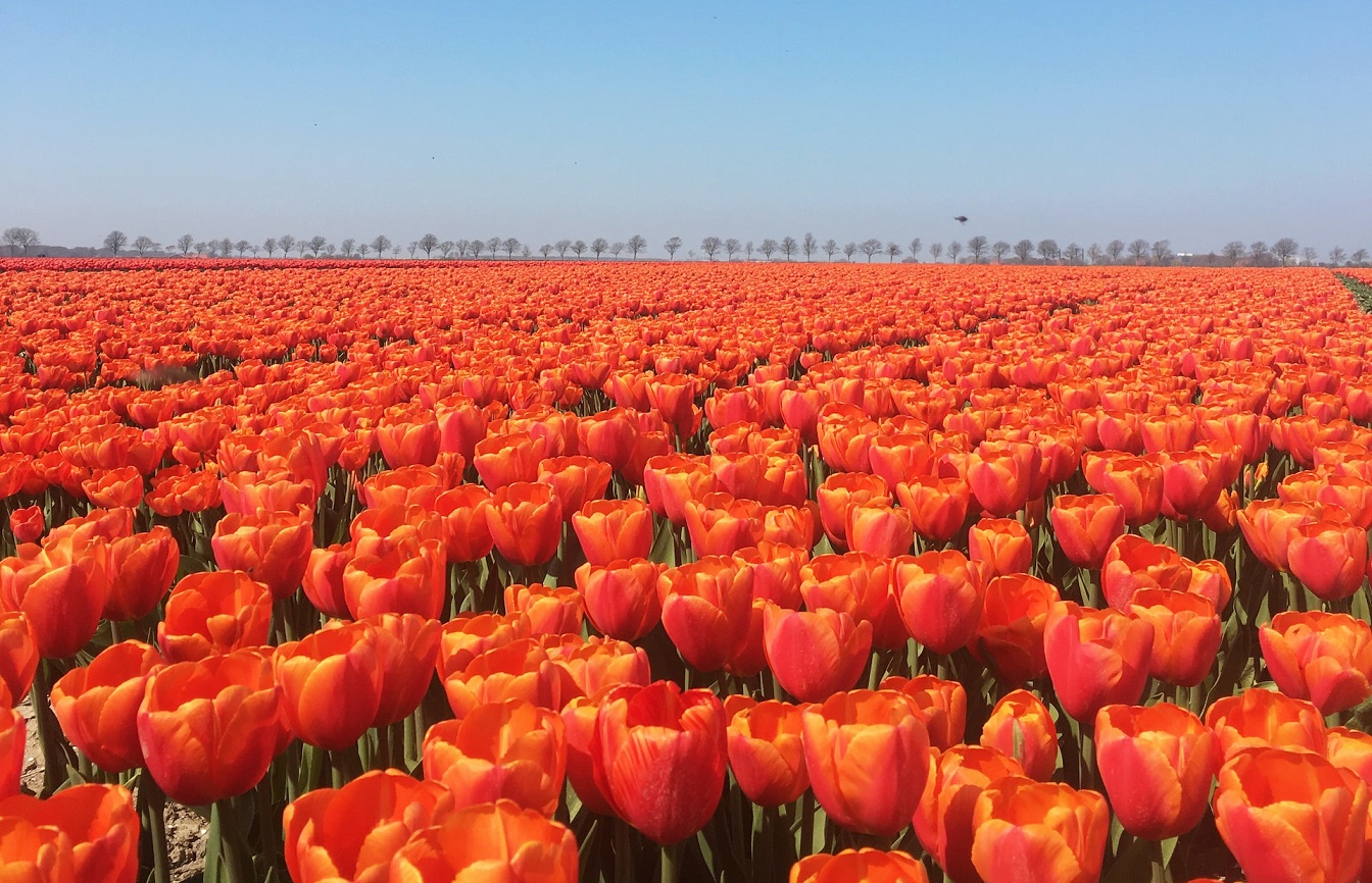 Holland tulipánok (illusztráció)