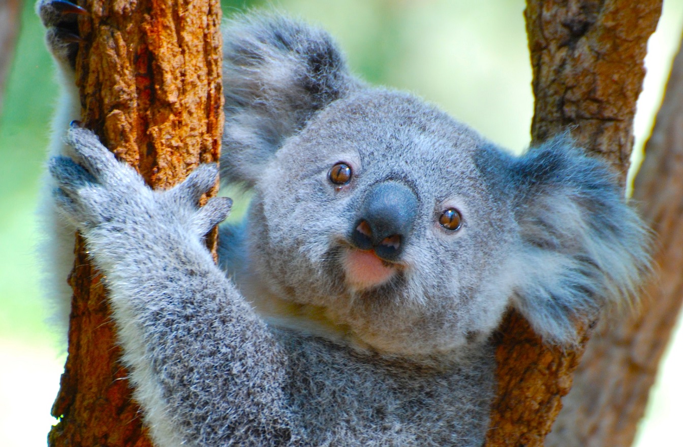 Koala valahol Ausztráliában (illusztráció)